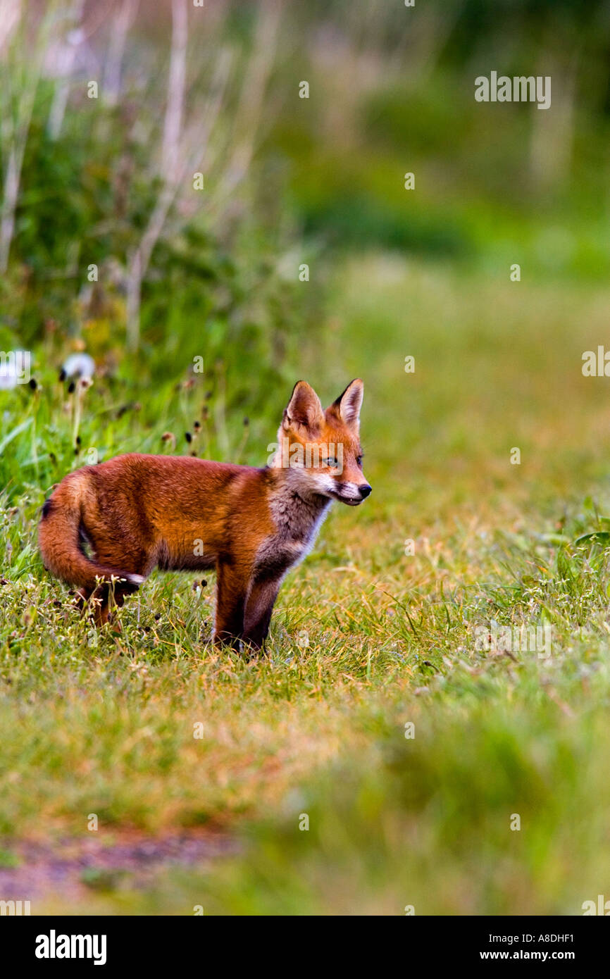 Le Renard roux Vulpes vulpes Cub debout sur la voie agricole à potton alerte bedfordshire Banque D'Images