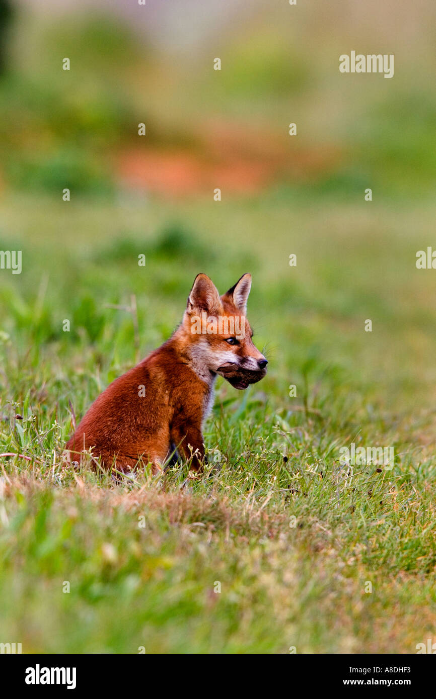 Le Renard roux Vulpes vulpes Cub avec lapin dans la bouche à potton alerte bedfordshire Banque D'Images