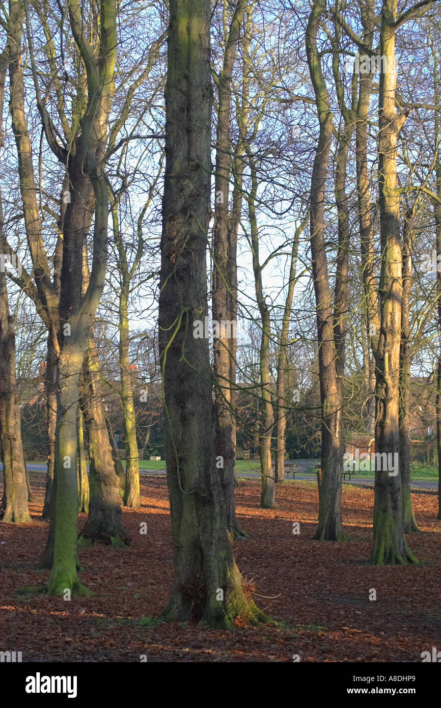Christchurch Park England Royaume-Uni Suffolk Ipswich Banque D'Images