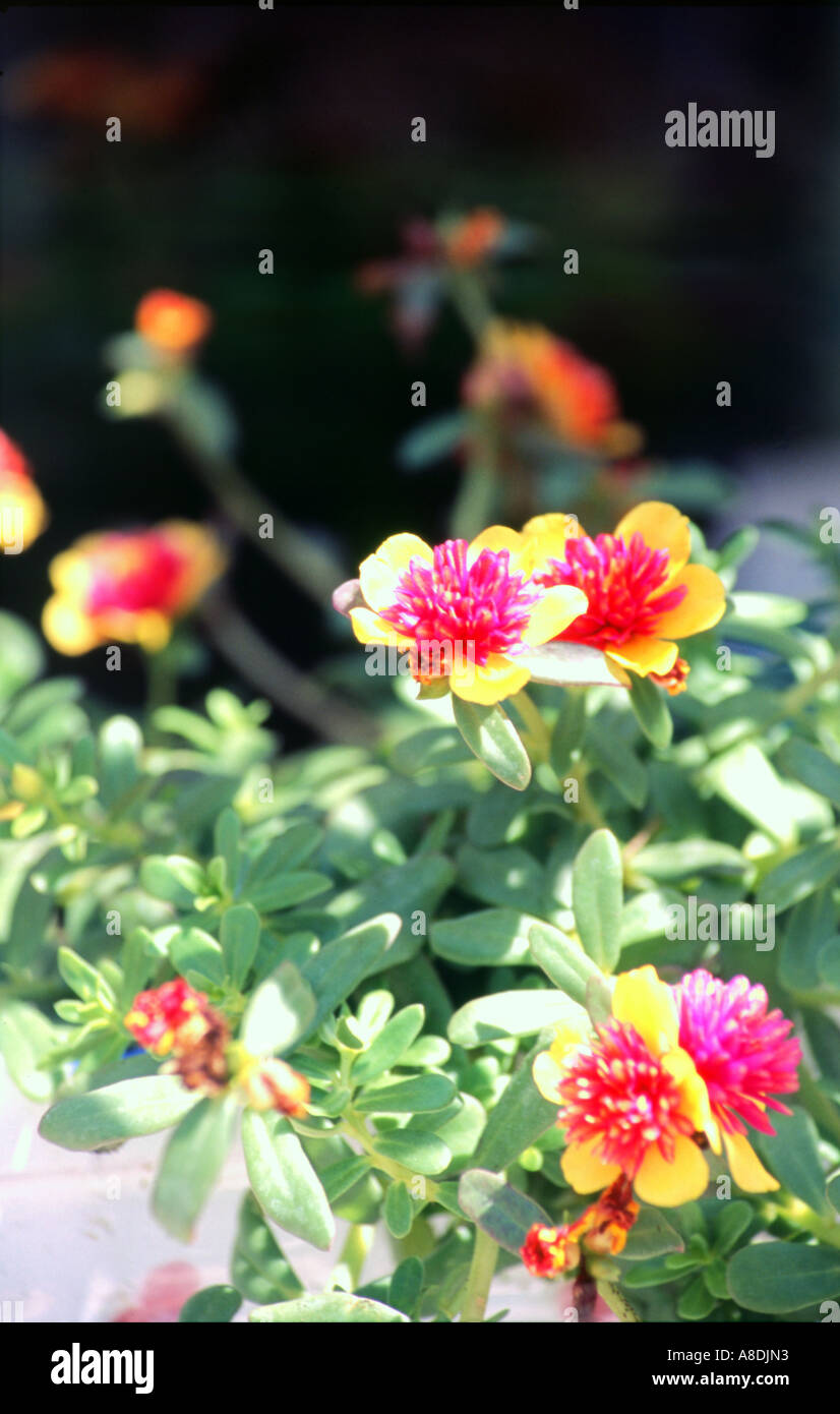 Pourpier en fleur Banque D'Images