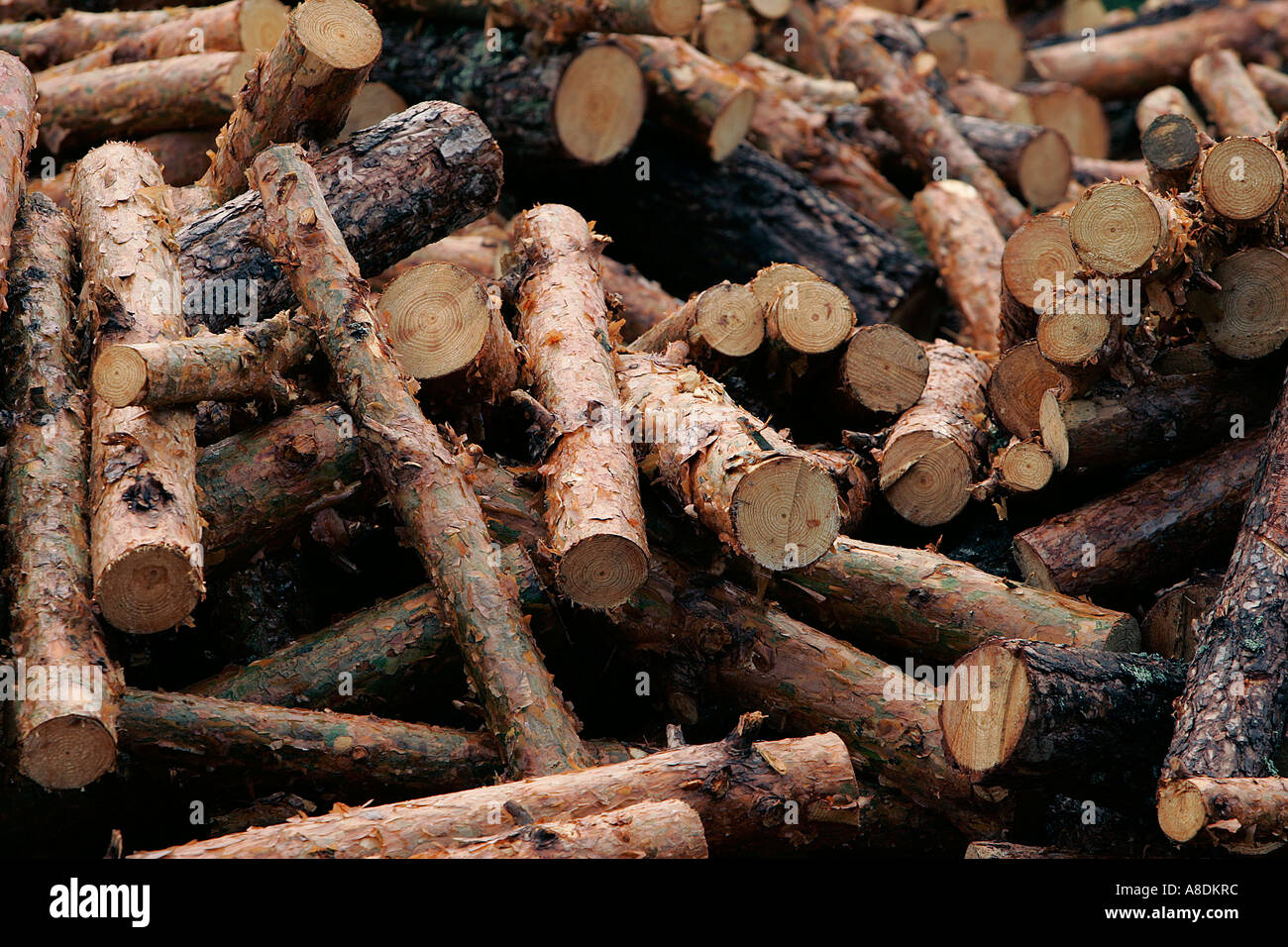 Couper les troncs d'arbres au bord de la route en attente de transports agriculture alimentation écologie environnement coupe bois de chauffage Exploitation forestière Industrie Banque D'Images