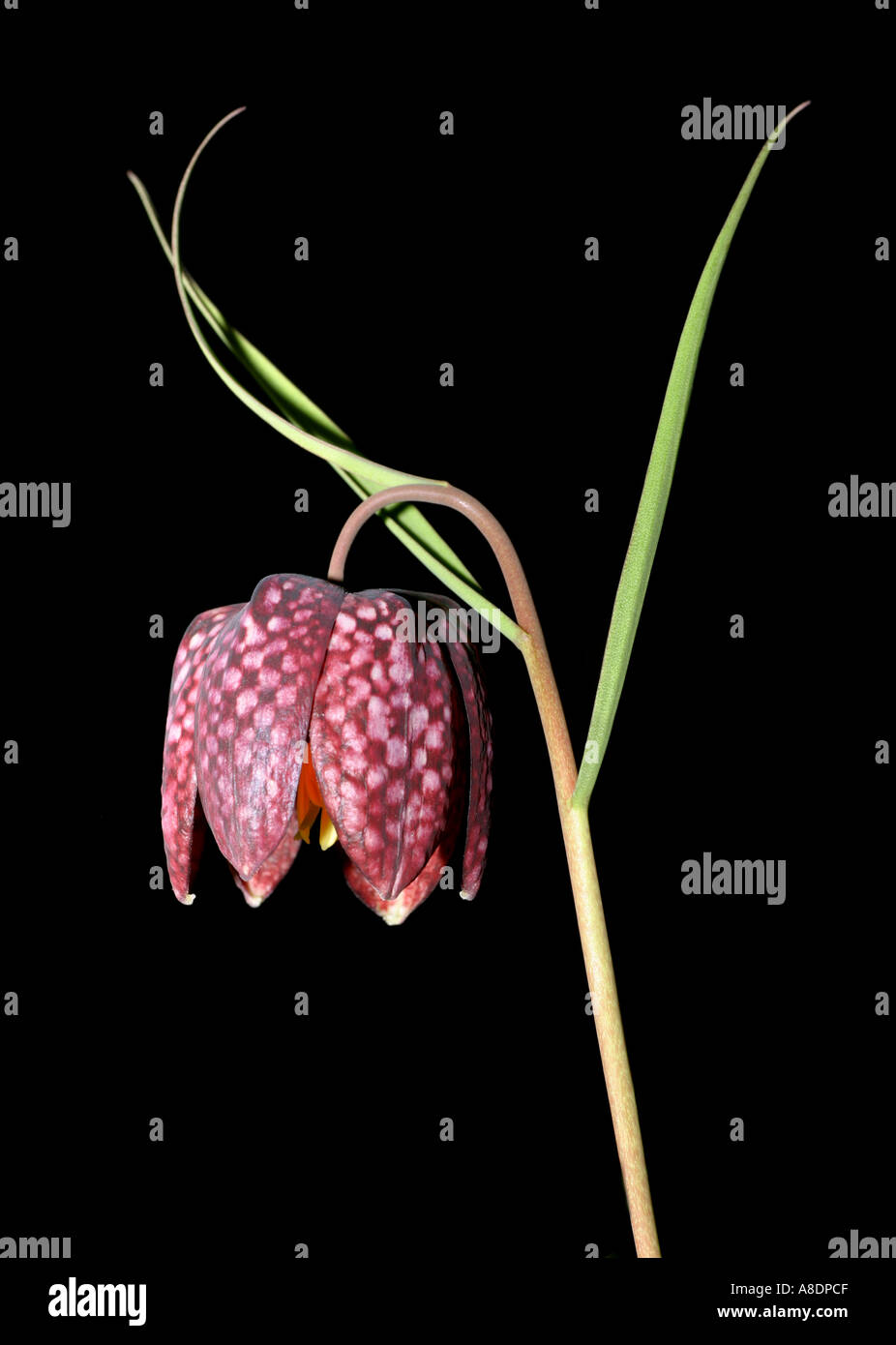 Snakeshead Fritillary, Fritillaria meleagris Banque D'Images