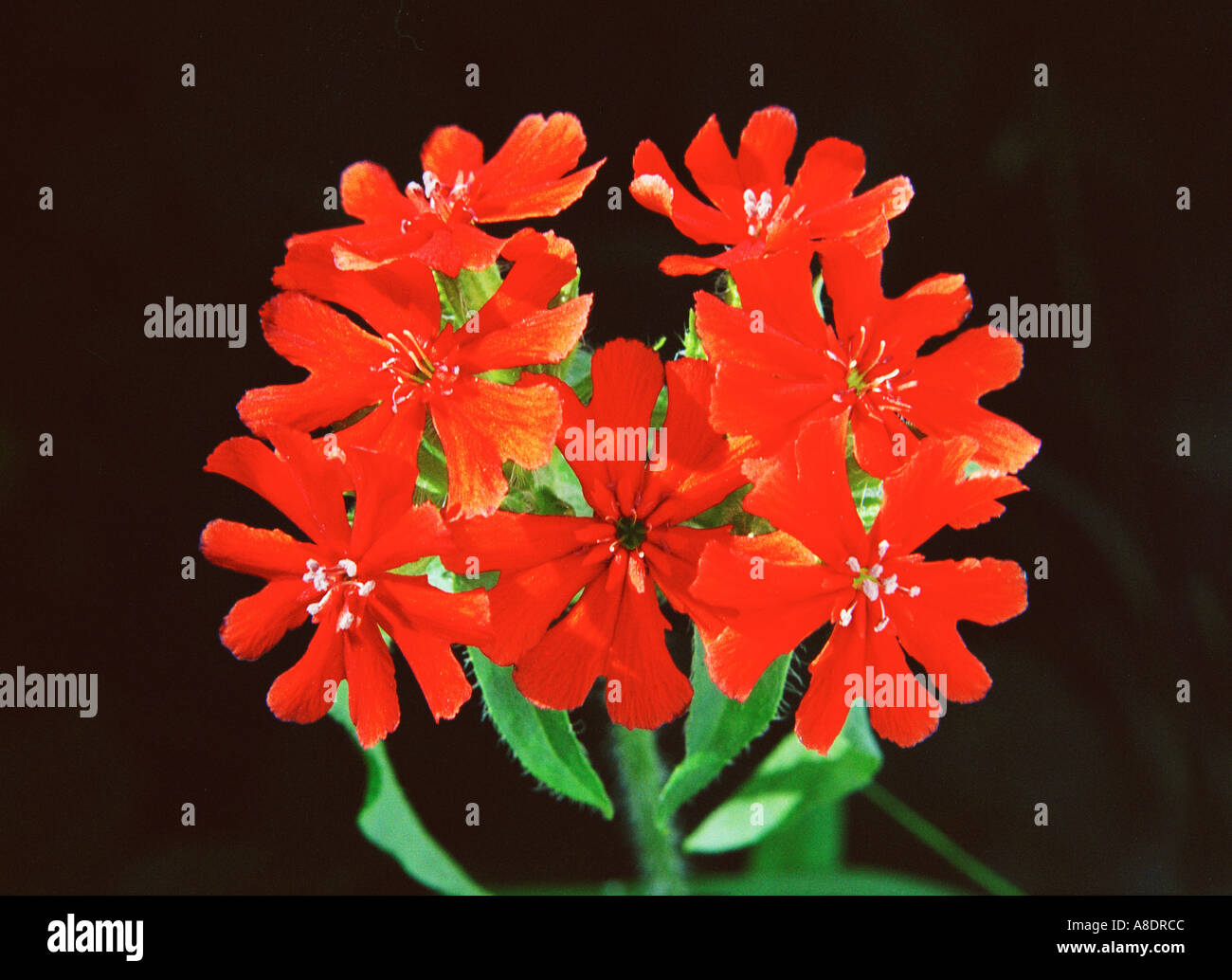 Croix de Jérusalem LYCHNIS CHALCEDONICA également connu sous le nom de croix de Malte fleurs vivaces rouge Banque D'Images