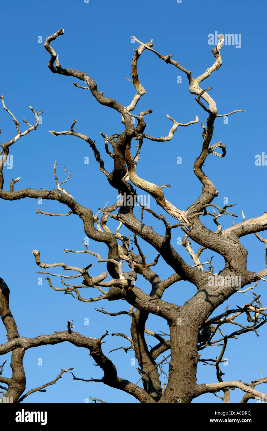 Branches d’arbres Banque D'Images