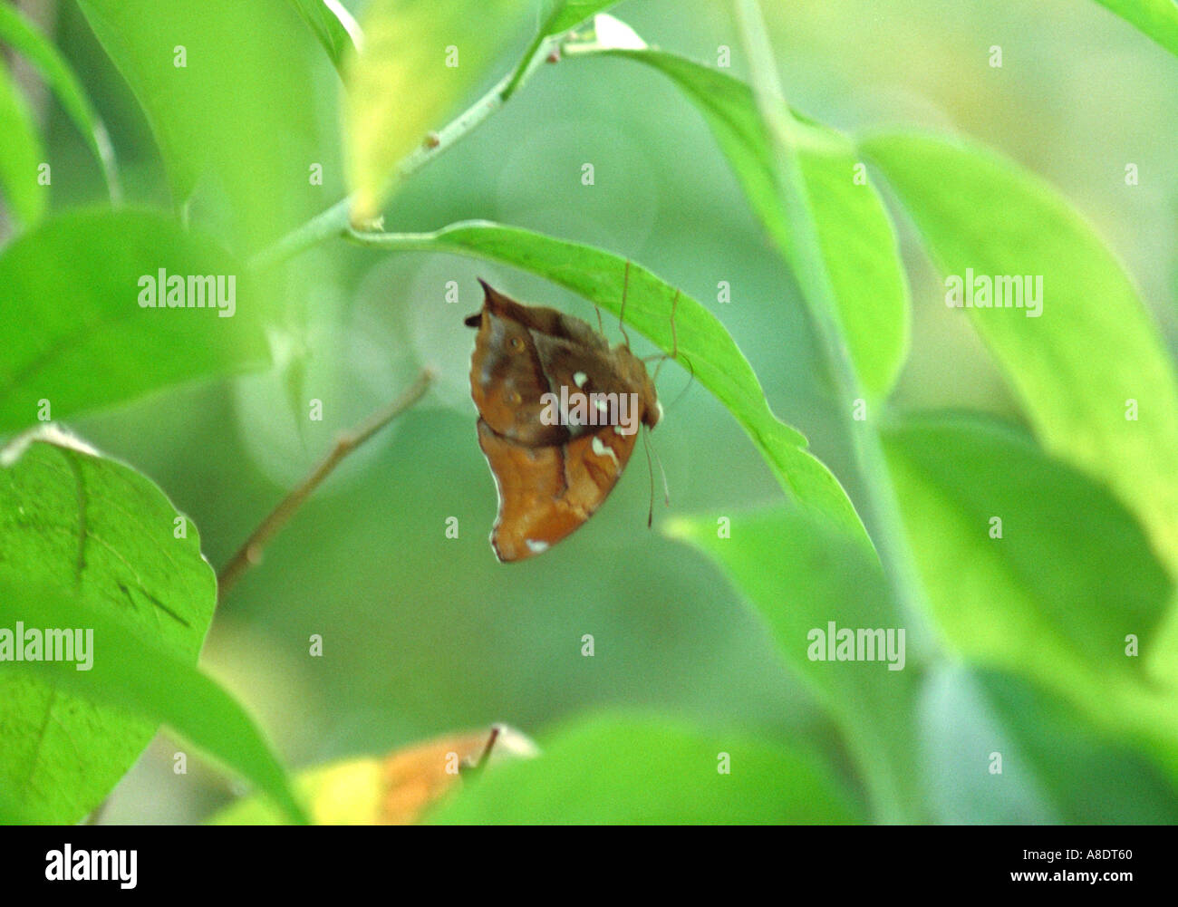 Feuille d'Indien, Papillon Kallima inachus, Nymphalidae Banque D'Images