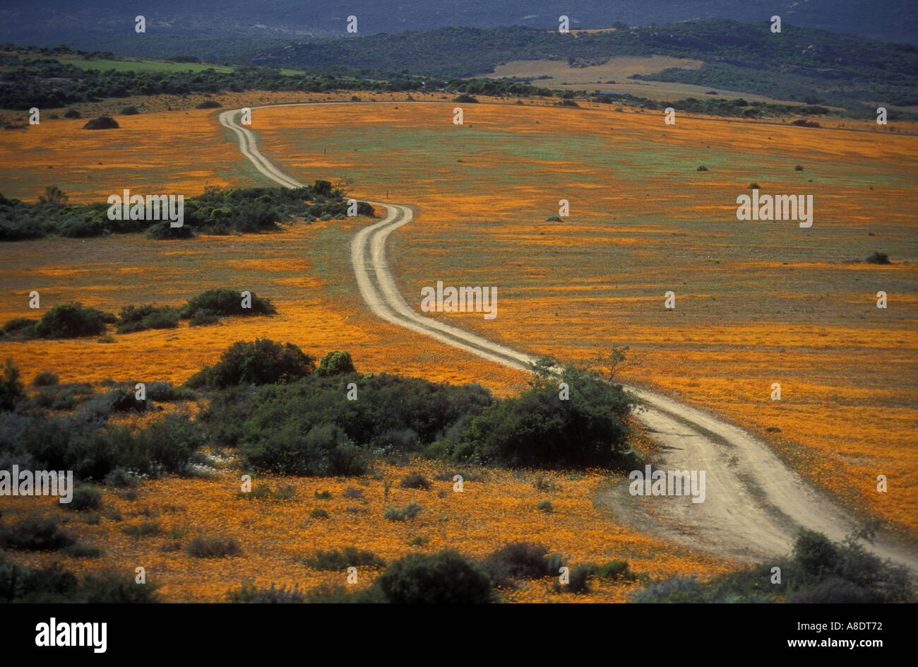 La piste sinueuse à travers Skilpad Wild Flower Réserver Kamieskroon Afrique du Sud Namaqualand Banque D'Images