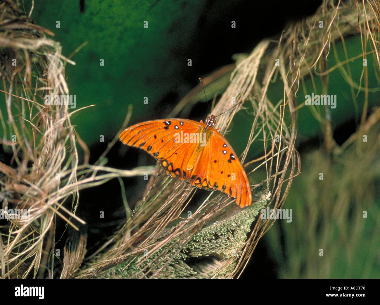 Gulf Fritillary Butterfly, Agraulis vanillae, Pérou, Amérique du Sud Banque D'Images