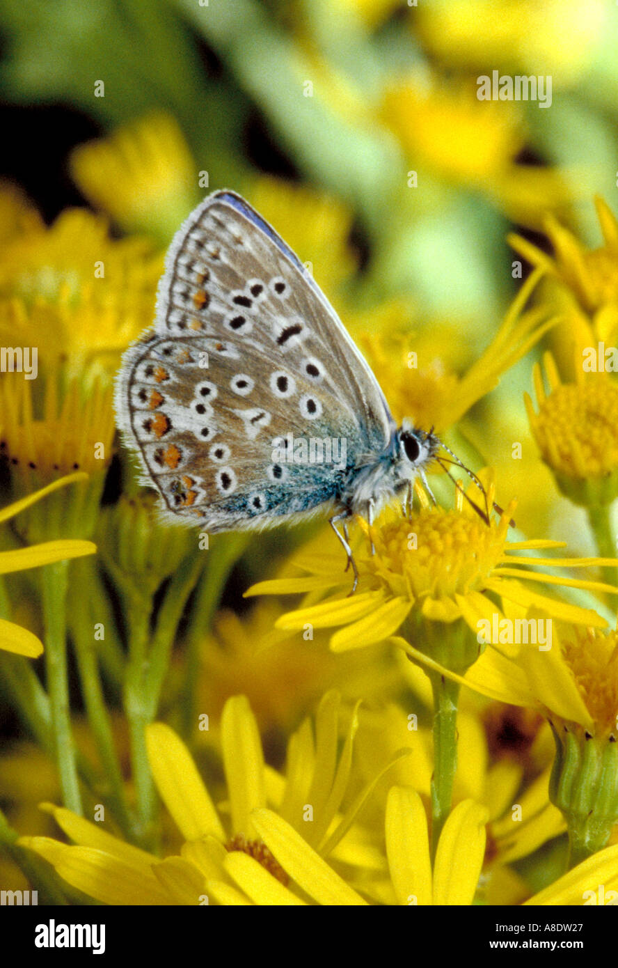 Papillon bleu, commun mâle Polyommatus icarus, Lycaenidae, le séneçon jacobée Banque D'Images