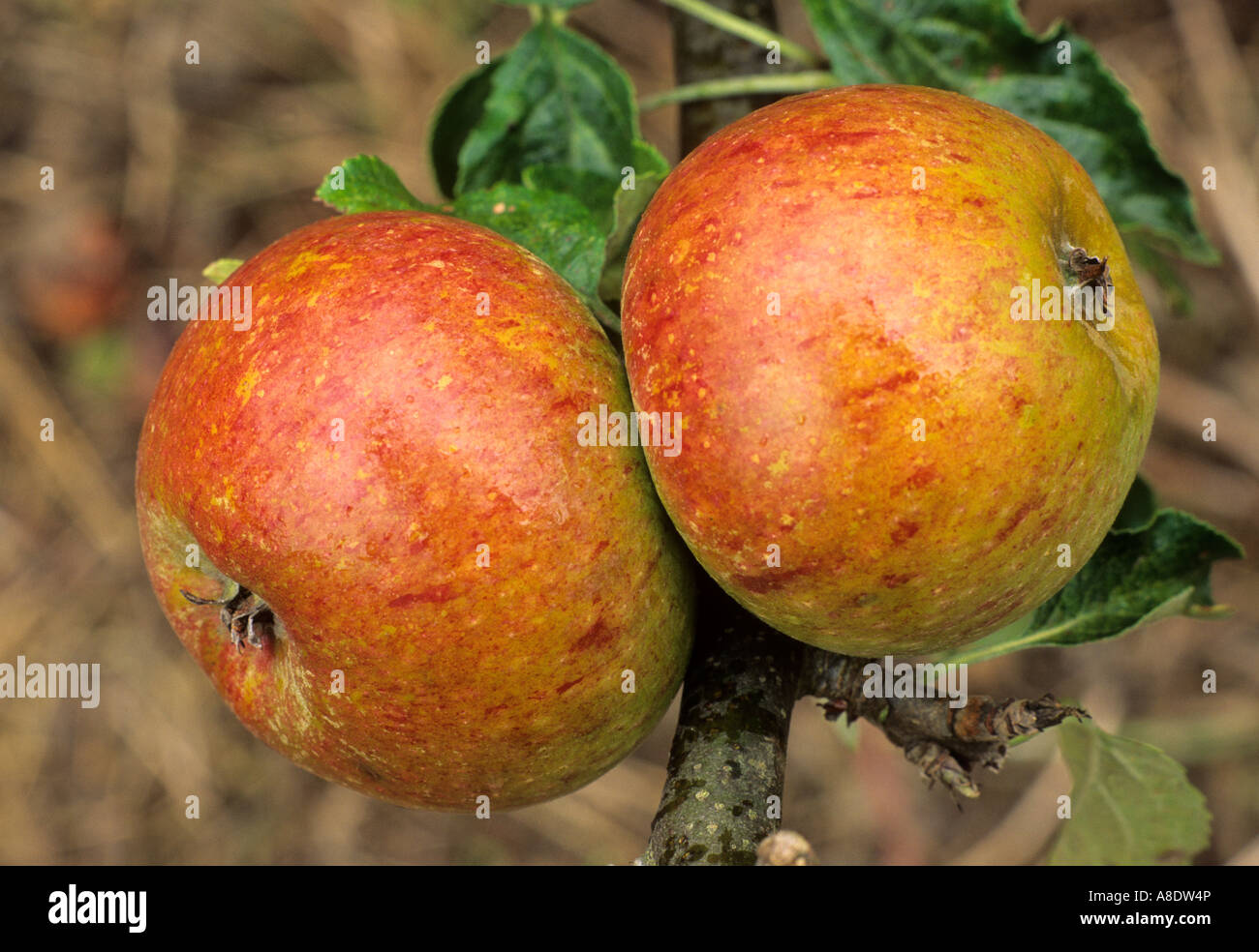 Cox's Orange Pippin Apple variétés variété les pommes fruit growing on tree, une saine alimentation Banque D'Images