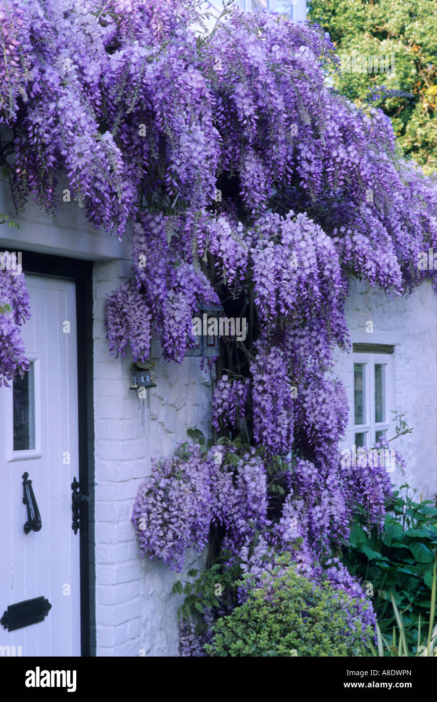 Cottage blanc/violet avec Glycine, plante grimpante, fleur, porte, fenêtre,  jardins de plantes jardin glycines Photo Stock - Alamy