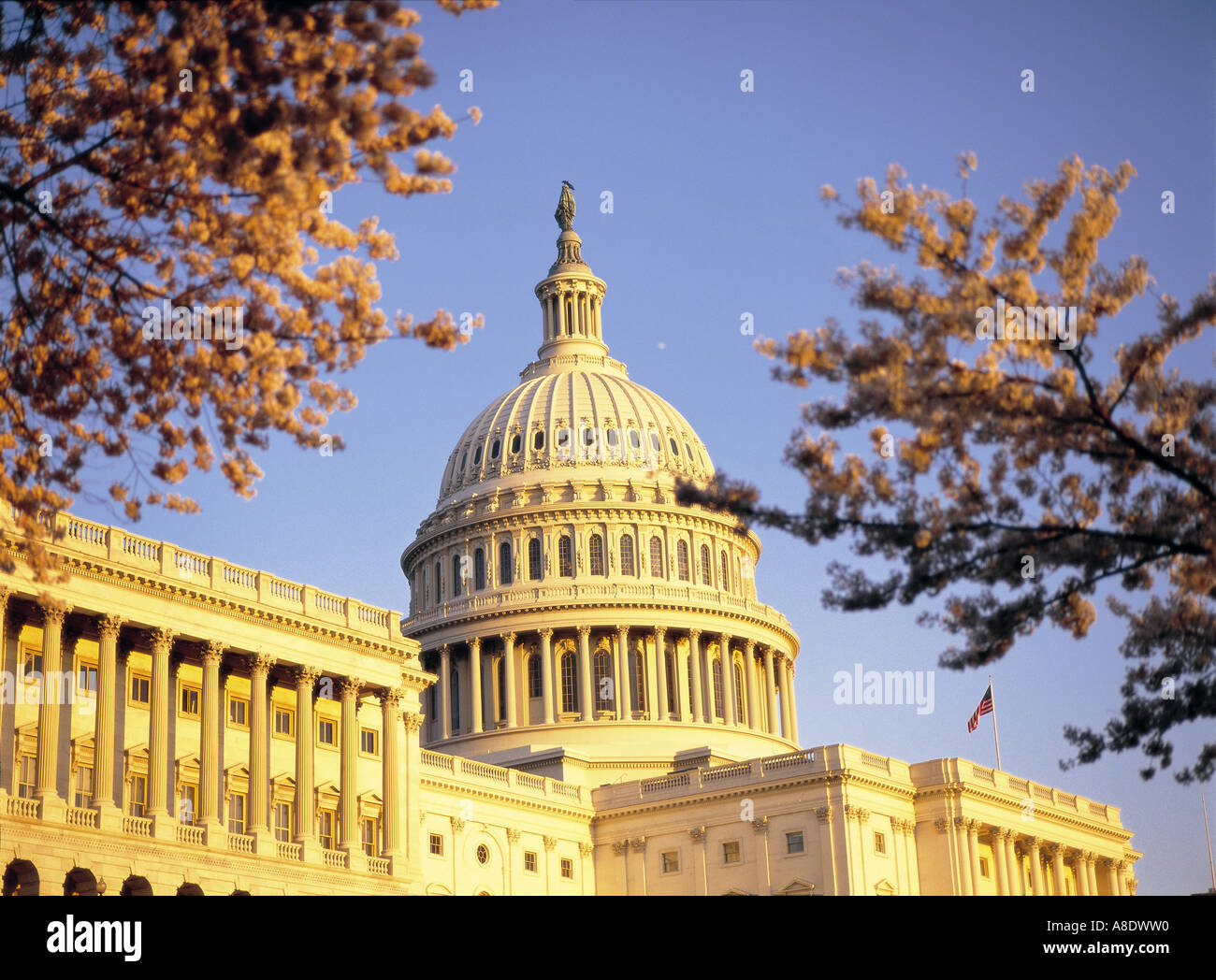 Capitole à Washington, D.C. Etats-unis fleurs Banque D'Images