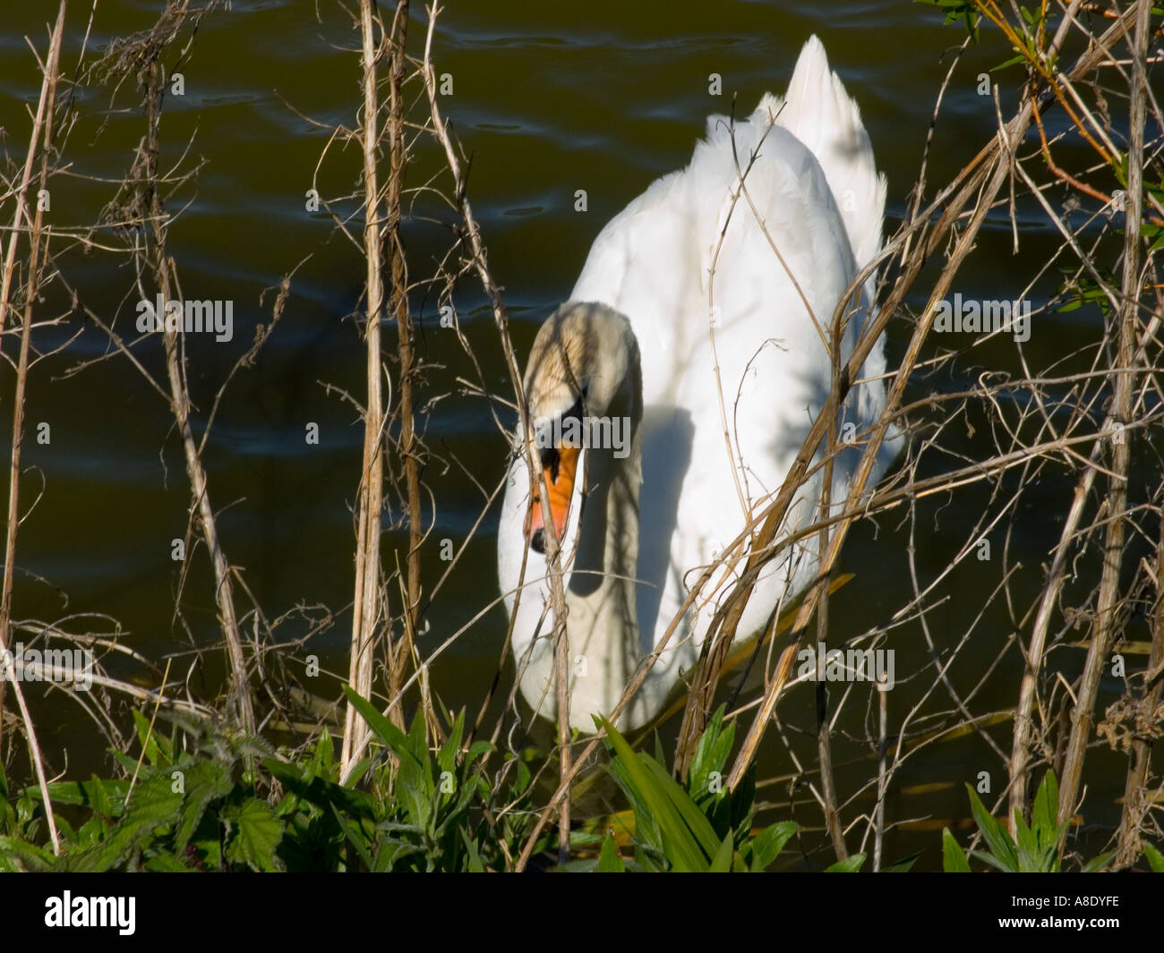 Un cygne sur un étang Banque D'Images