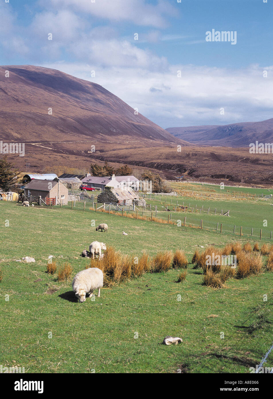 dh Rackwick HOY ORKNEY Scottish Sheep Green Grass Farm communauté vallée pâturage ferme agricole agricole agricole ferme ecosse collines animaux Banque D'Images