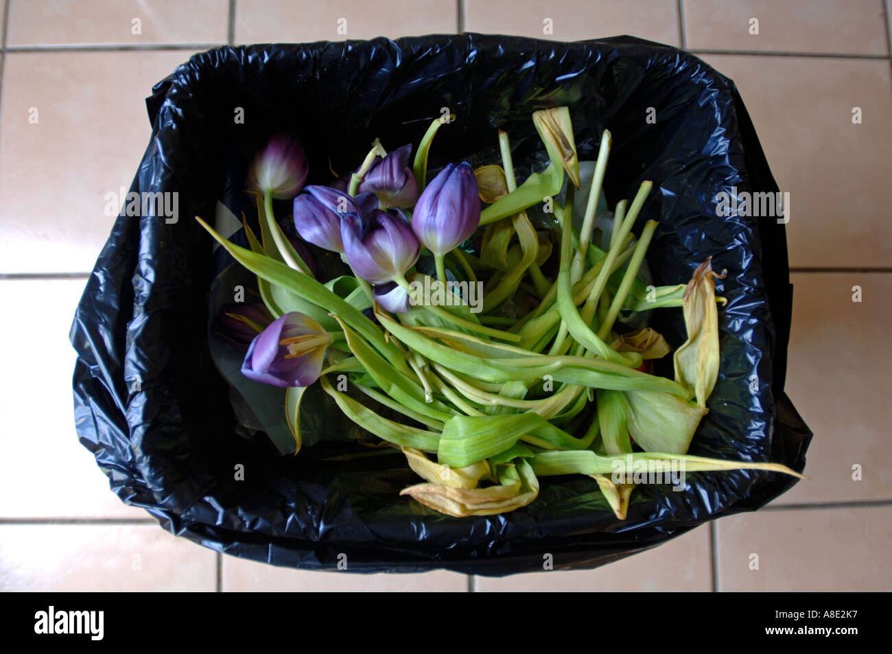 Fleurs dans un bac Banque D'Images
