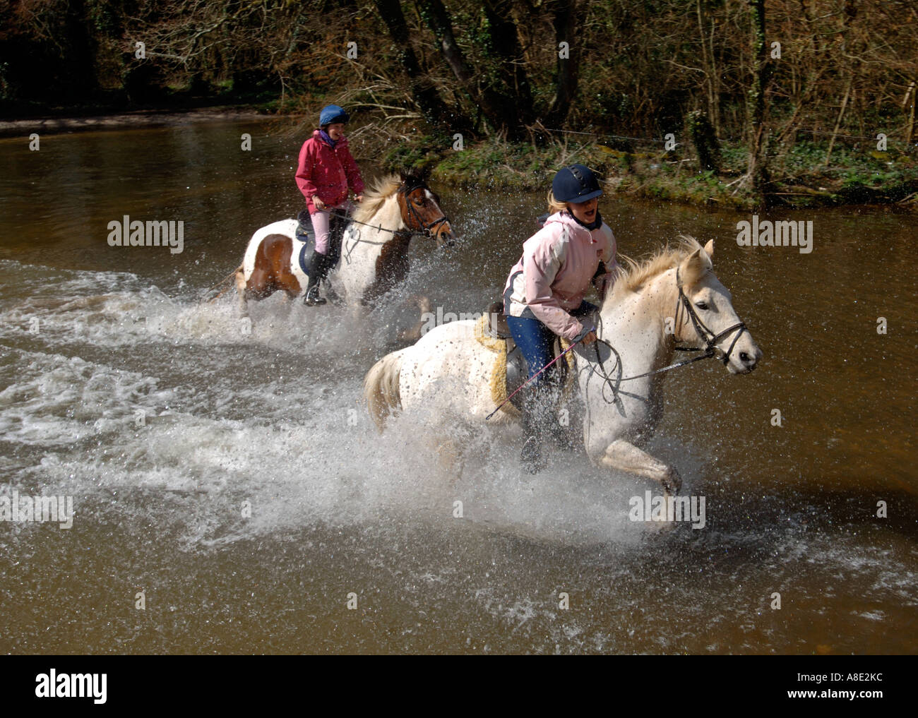 Les chevaux galopant à travers une rivière à Moreton in Dorset UK Grande-Bretagne Banque D'Images