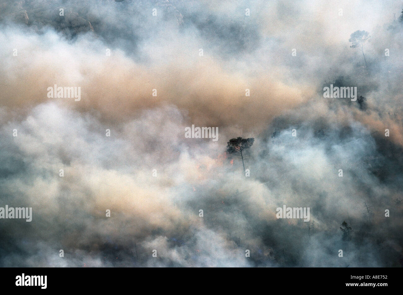 Vue aérienne d'un incendie de forêt, feu de forêt nuages de fumée, Lone Pine Tree, Bouches-du-Rhône, Provence, France, Europe, Banque D'Images