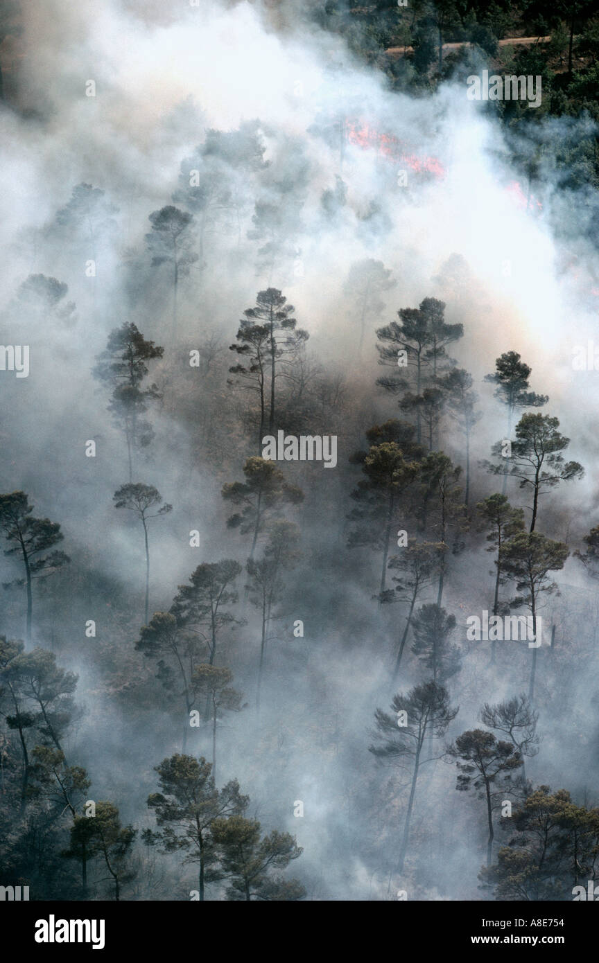 Vue aérienne d'une forêt de pins, entouré par la fumée provenant des feux de forêt, Bouches-du-Rhône, Provence, France, Europe, Banque D'Images