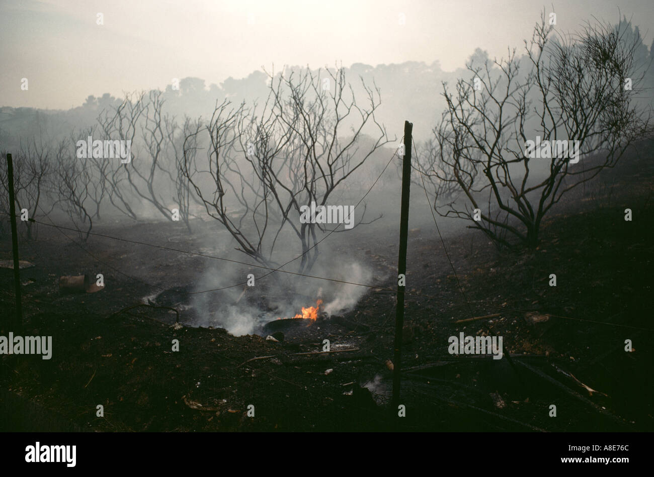 Forêts brûlées, des flammes, de la fumée des incendies, d'arbres morts silhouettes, suite d'un incendie de forêt, près d'Avignon, Vaucluse, Provence, France, Europe, Banque D'Images