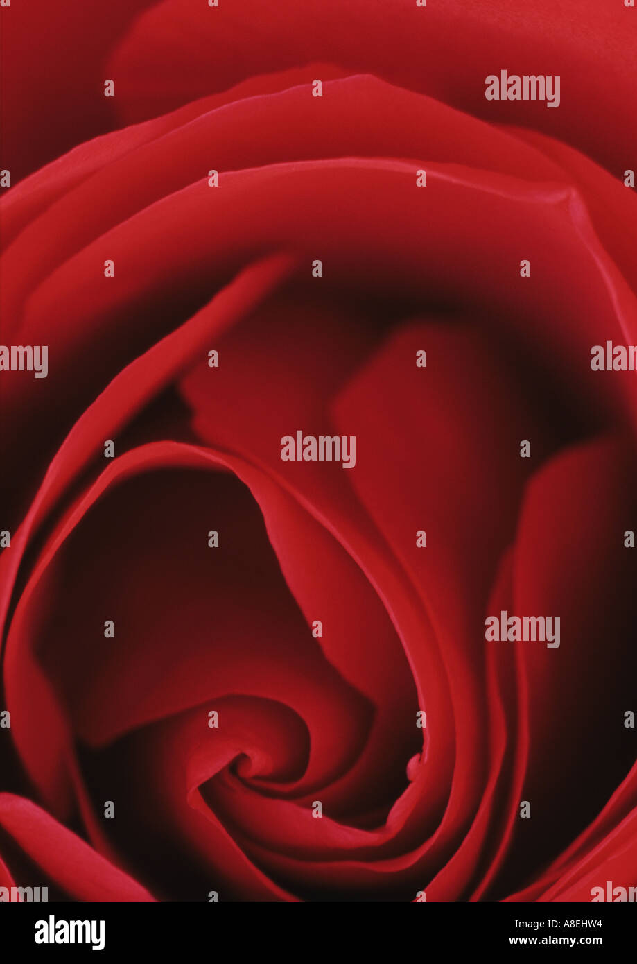 Close Up of Red Rose au Royaume-Uni Banque D'Images