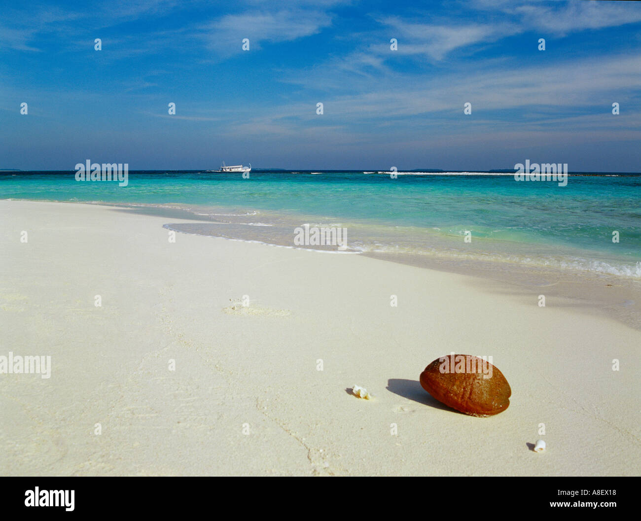 Îles Maldives océan Indien, l'atoll de Baa coconut Banque D'Images