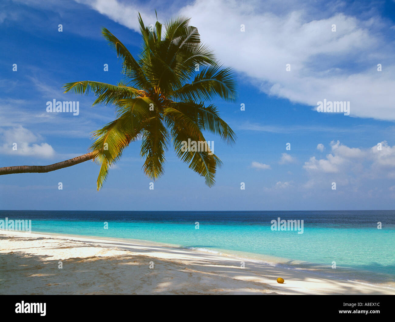 Îles Maldives atoll de Baa de l'océan Indien, de noix de coco beach Banque D'Images
