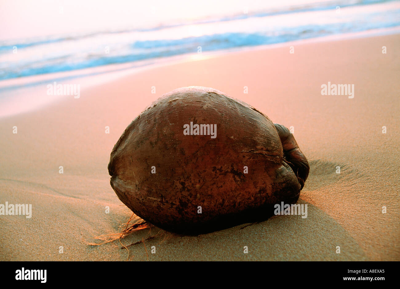 Sri Lanka Ceylan la noix de coco de l'océan Indien sur la plage Banque D'Images