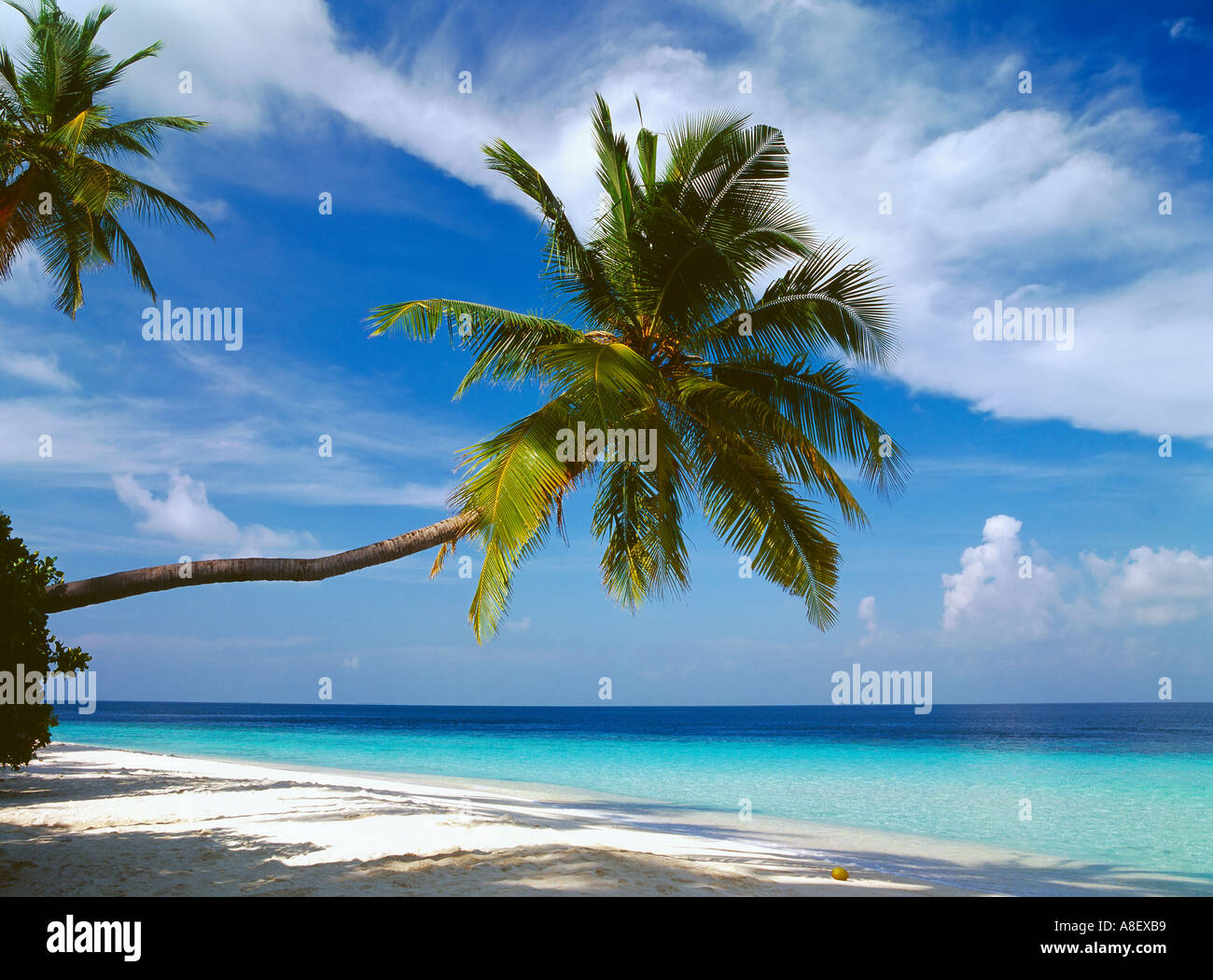 Îles Maldives atoll de Baa de l'océan Indien, de noix de coco beach Banque D'Images