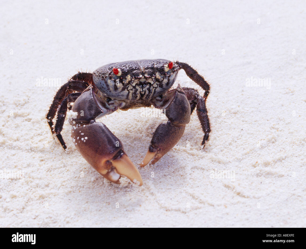 Océan Indien, îles Maldives crabe vie marine Banque D'Images
