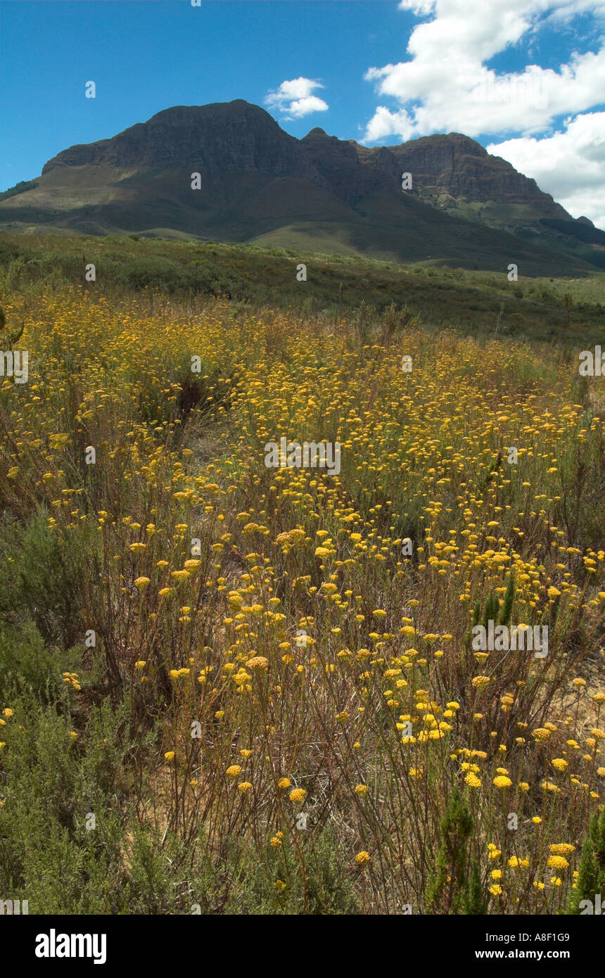 La montagne Helderberg peut être vu au-dessus d'un tapis de fleurs jaunes dans peleacea Helderbetg Ursinia la réserve naturelle. Banque D'Images