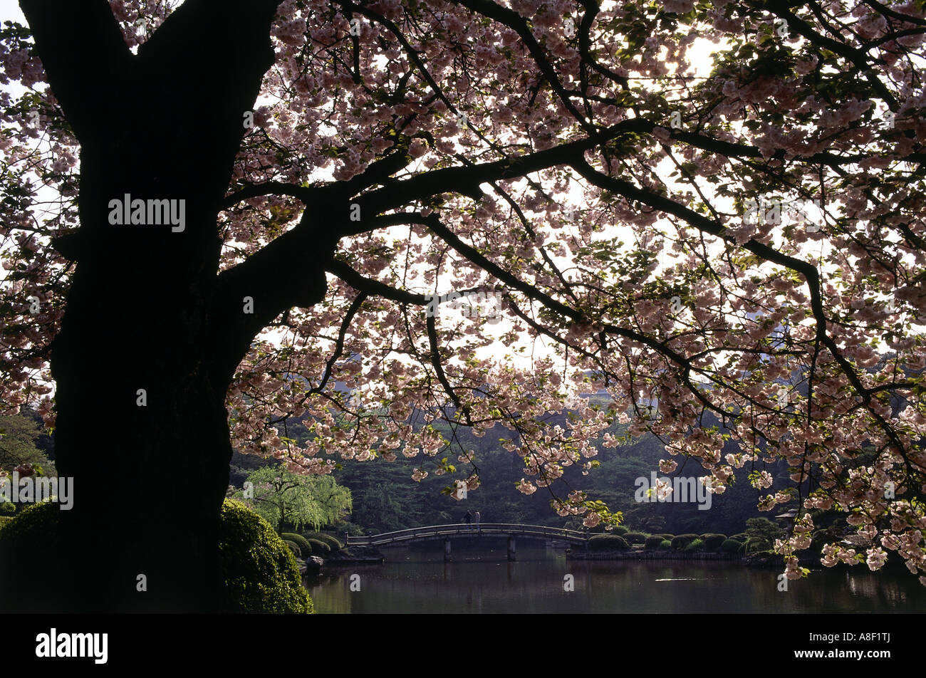 Géographie Voyages Japon Tokyo Jardin Parcs Jardin