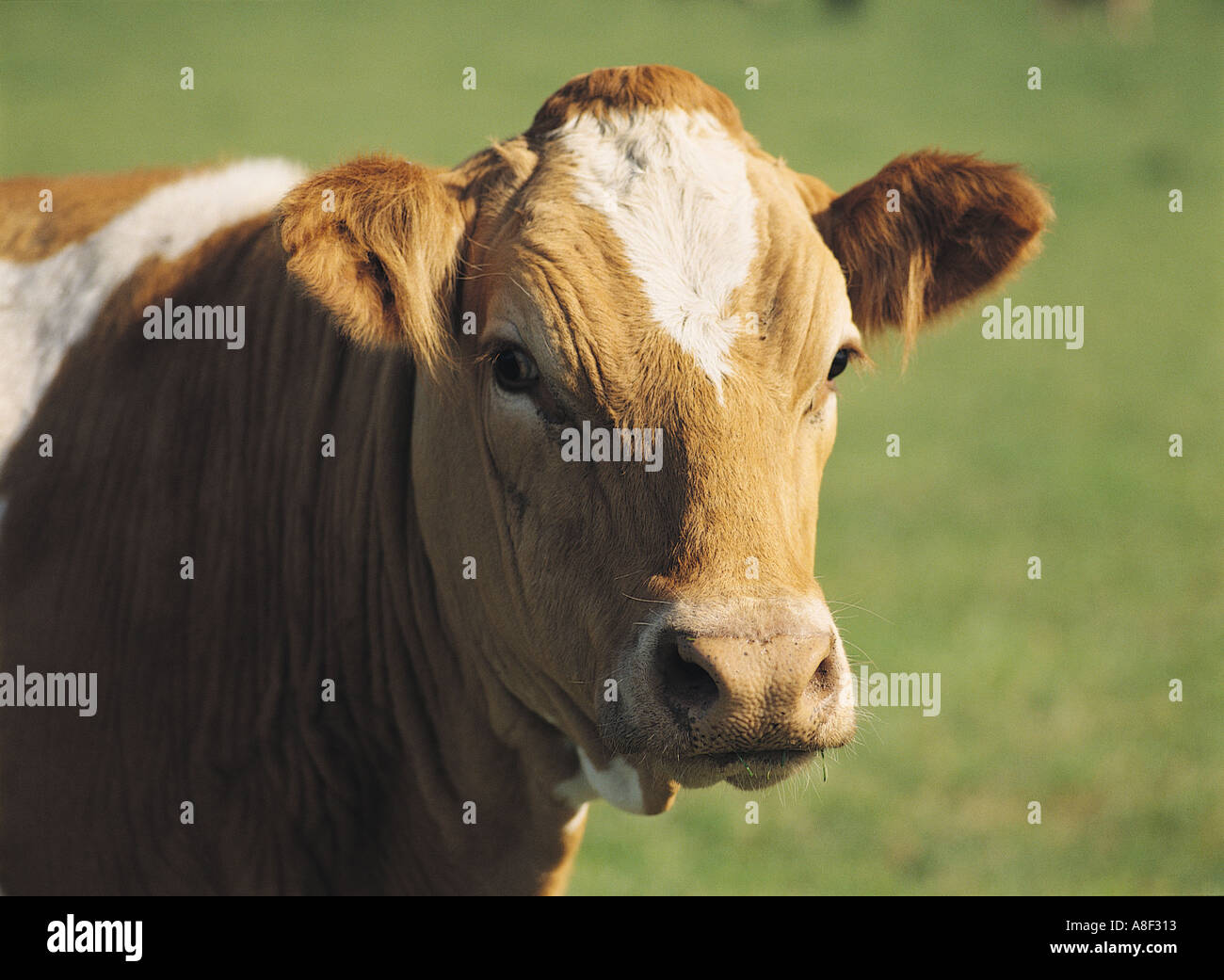 dh bovins de boucherie de vache brune Royaume-Uni Head face au bétail domestique gros plan vaches écossaises écosse élevage agricole britannique animal Banque D'Images