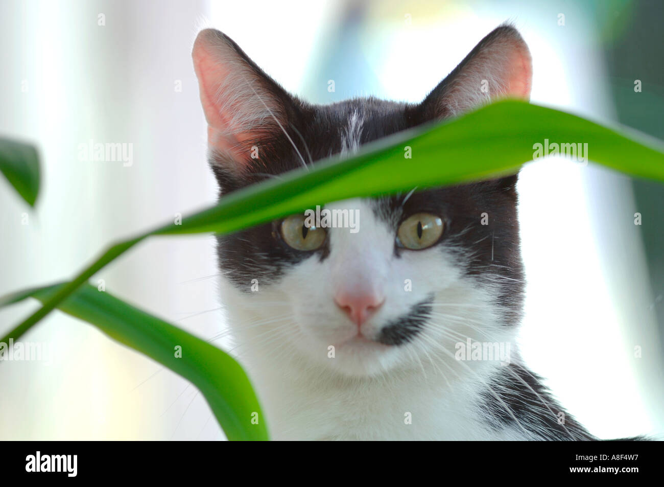 Peeping Tom Banque D'Images