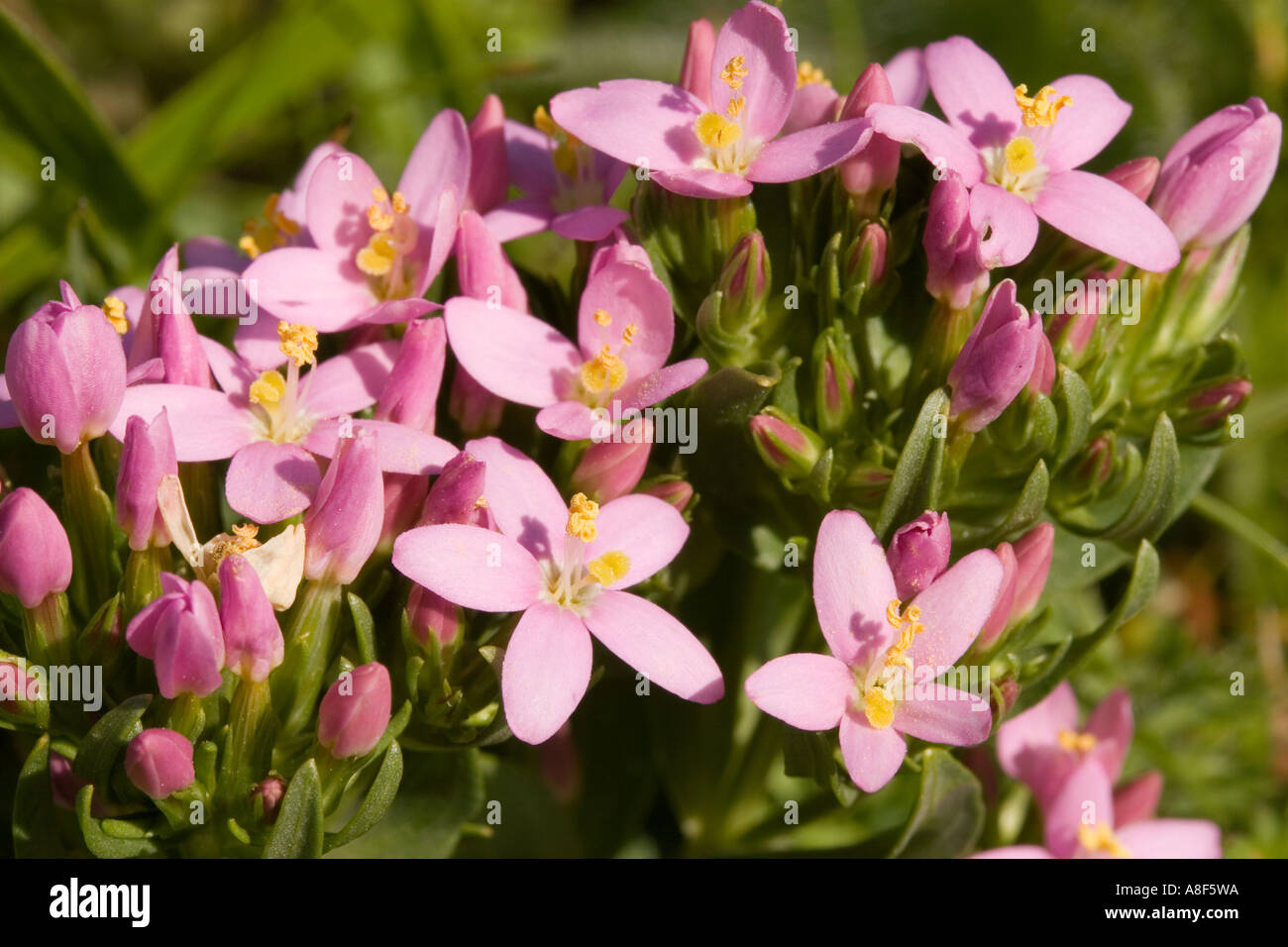 Centaurée Centaurium erythraea commune Banque D'Images