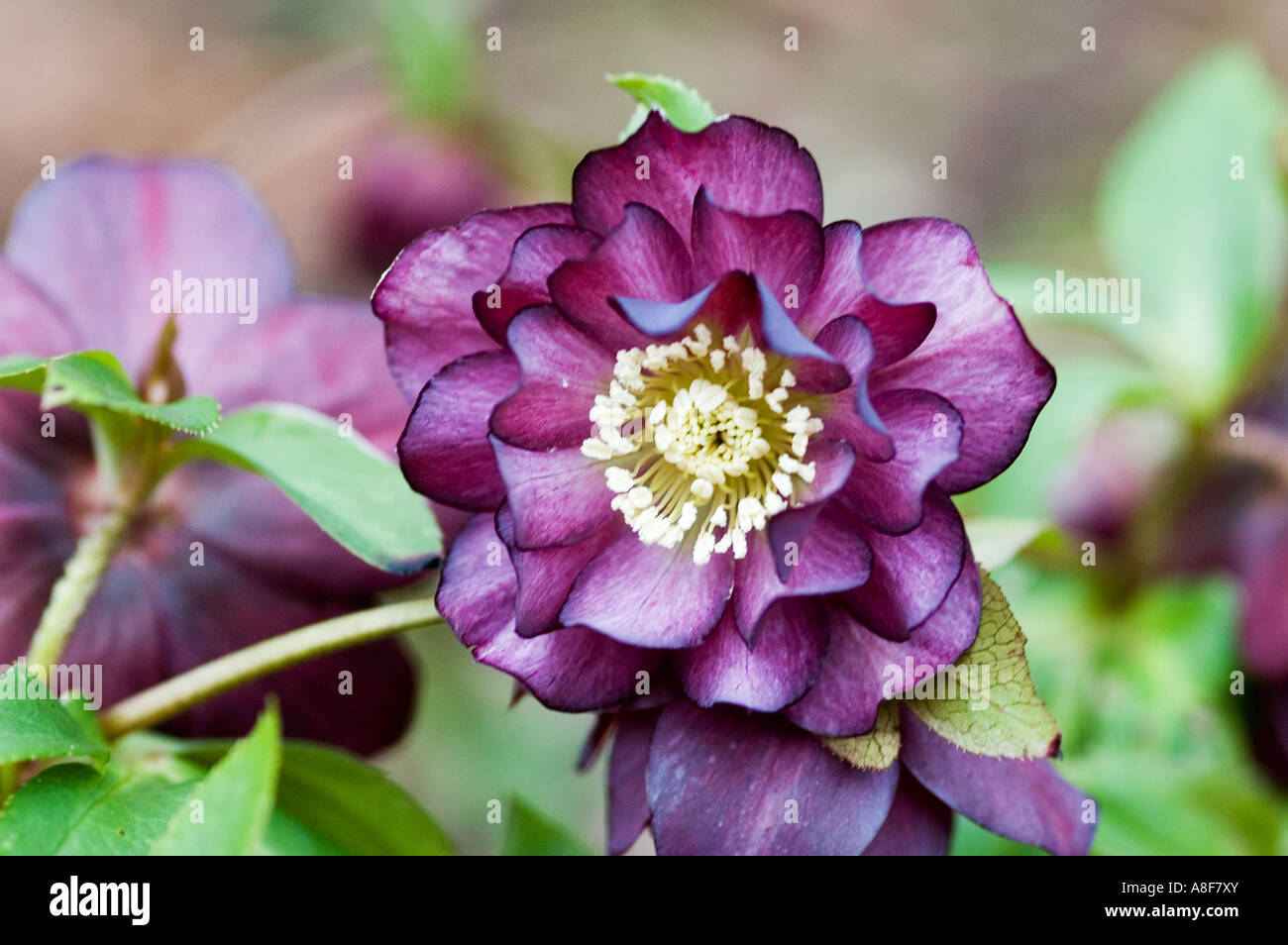 HELLEBOROUS HYBRIDUS ANAH HYBRIDES JARDINS JARDINS WISLEY DOUBLE SURREY Banque D'Images