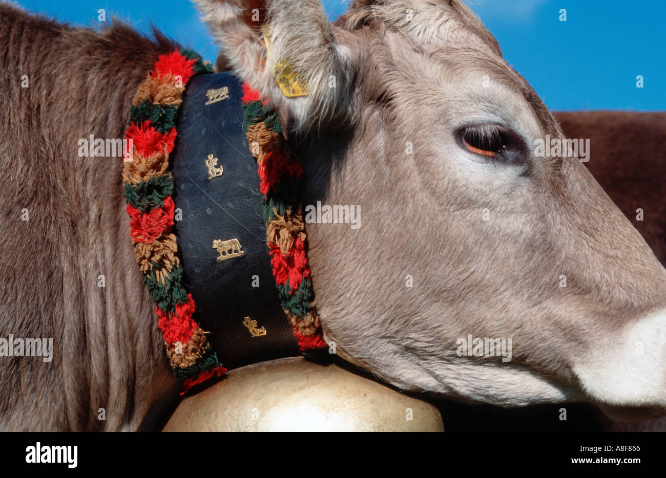 Automne traditionnels de bétail Viehscheid, Gunzesried Oberallgaeu Bavaria Allemagne Banque D'Images