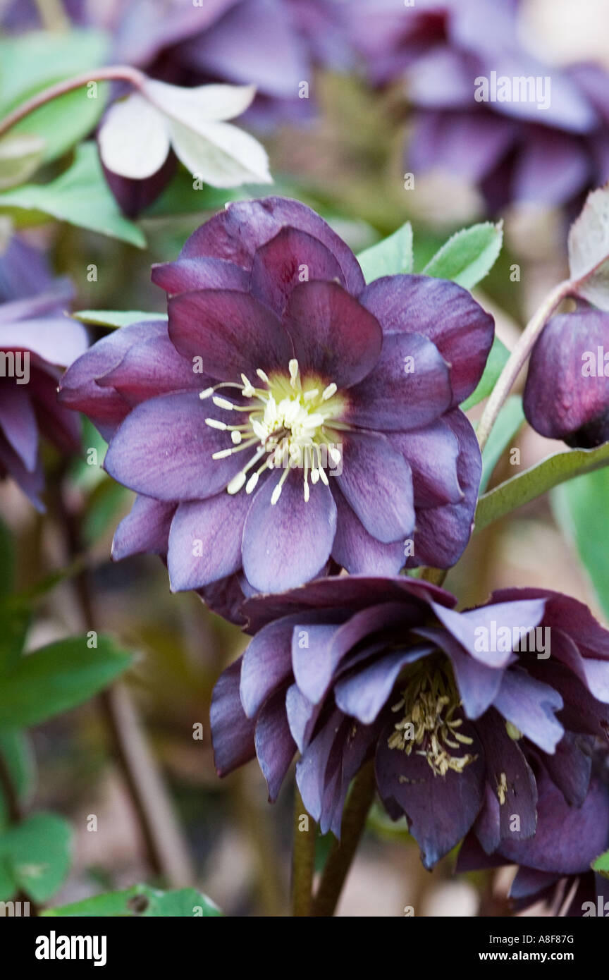 HELLEBOROUS X HYBRIDUS ANAH HYBRIDES JARDIN JARDINS WISLEY DOUBLE SURREY Banque D'Images