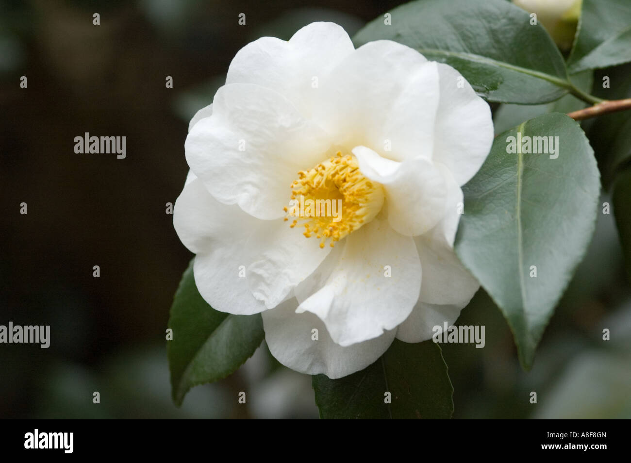 Fleur de camélia ROZA HARRISON WISLEY GARDENS SURREY Banque D'Images