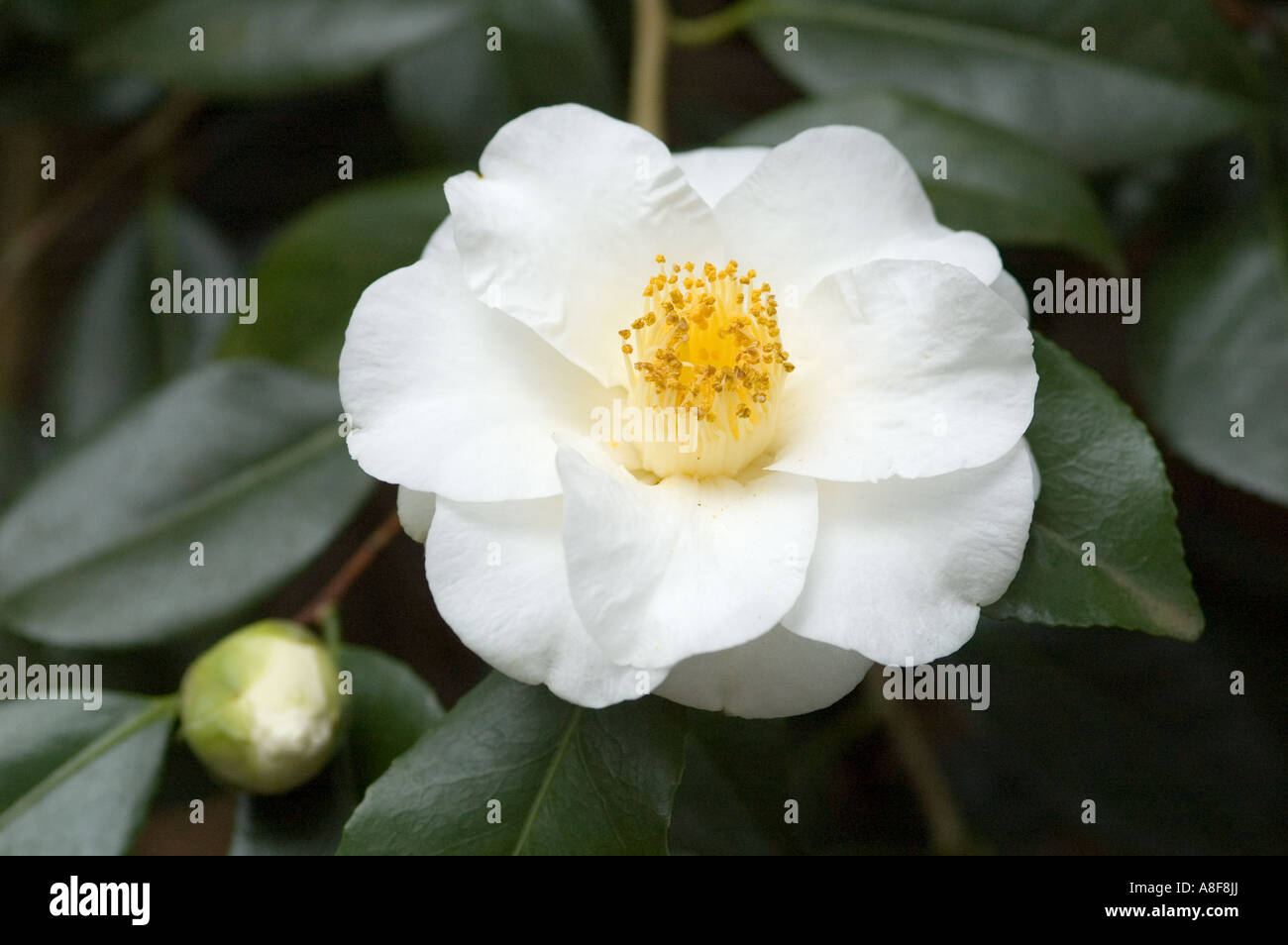 Fleur de camélia ROZA HARRISON WISLEY GARDENS SURREY Banque D'Images