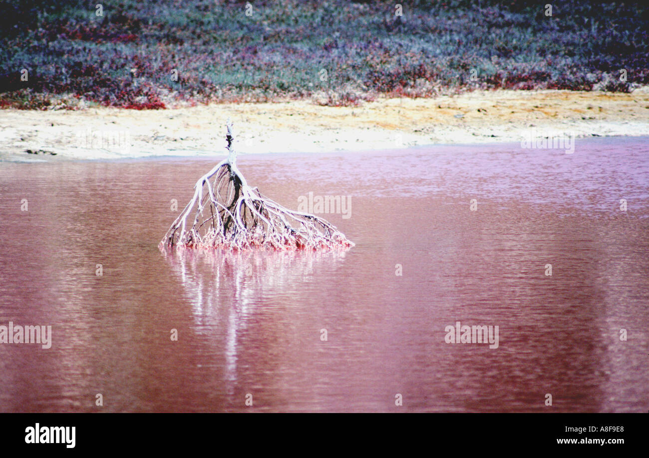 Pink soda lake à port Gregory l'ouest de l'Australie Banque D'Images