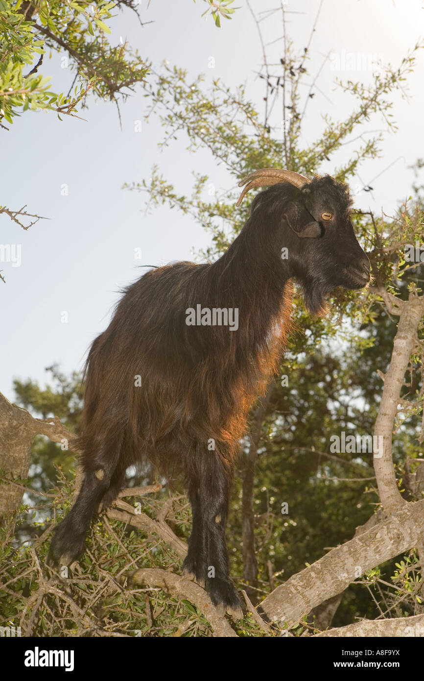 Arbre généalogique en chèvre Maroc Essaouira Photo Stock - Alamy