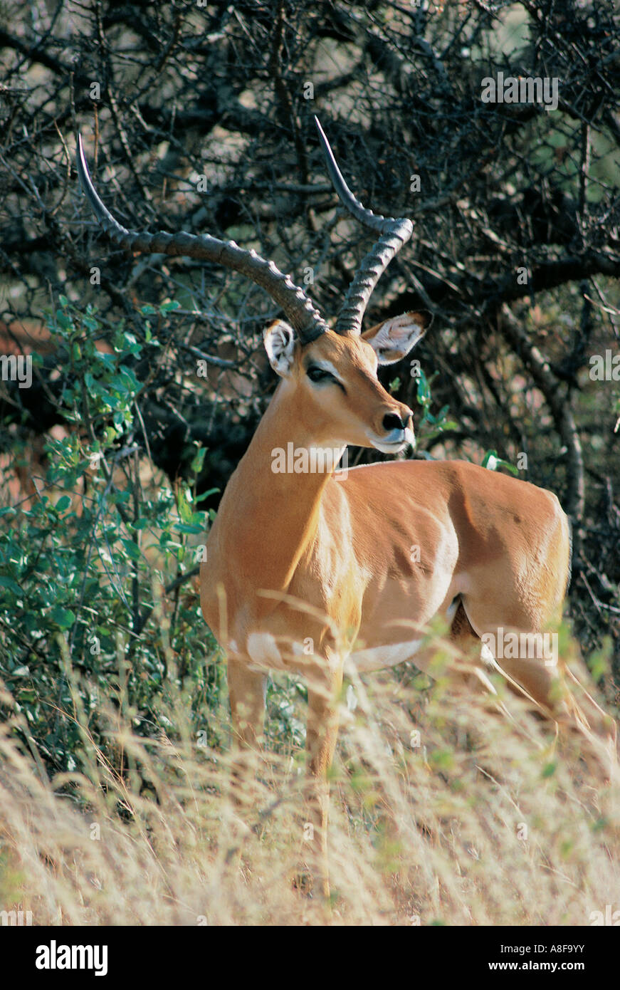 Impala mâle Réserve nationale de Samburu au Kenya Banque D'Images