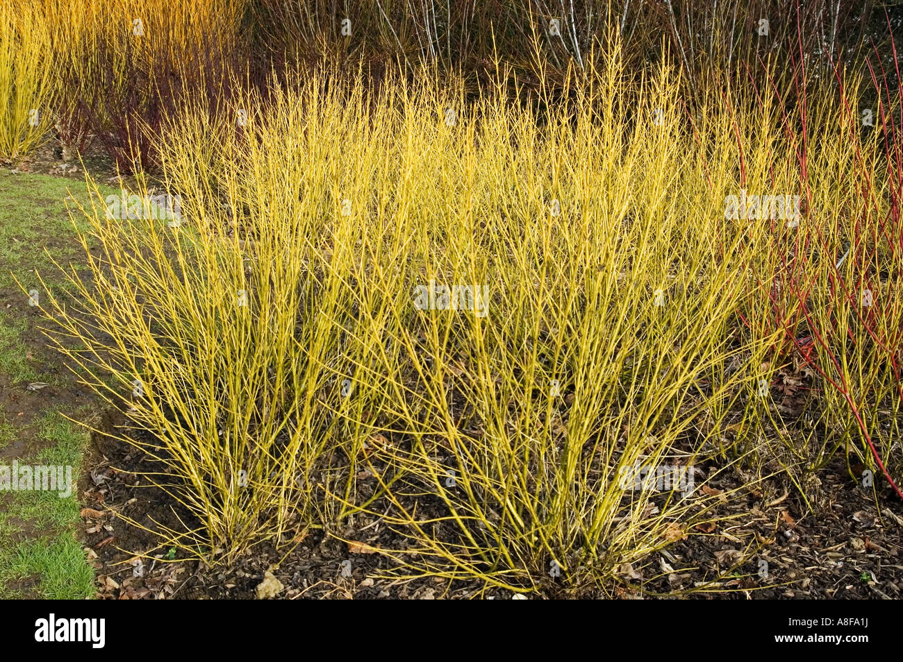 CORNUS STOLONIFERA OR BLANC JARDIN D'HIVER BROADVIEW GARDENS HADLOW COLLEGE KENT Banque D'Images