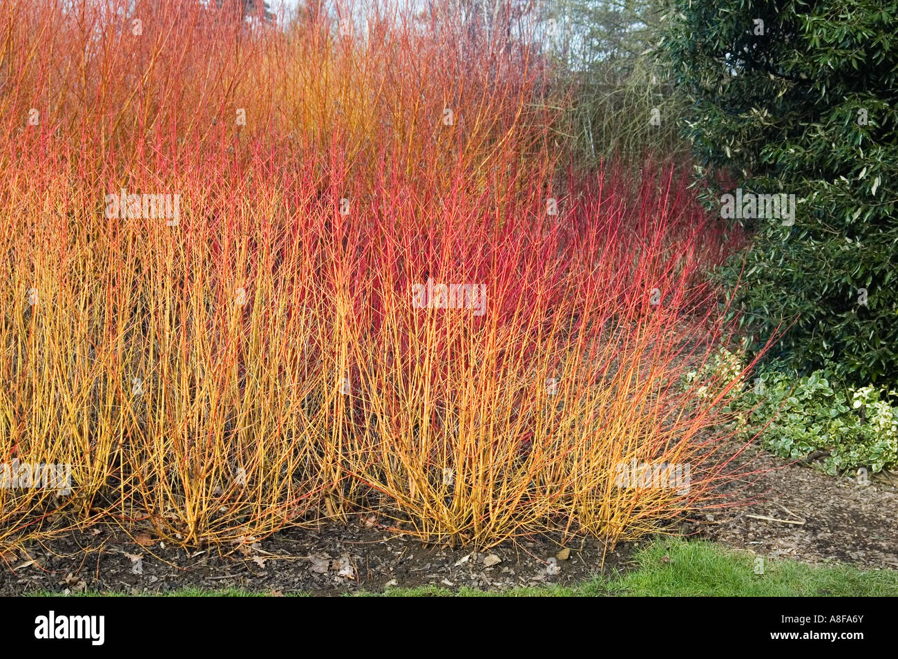 CORNUS SANGUINEA WINTER FLAME MAGIC GARDEN BROADVIEW GARDENS HADLOW