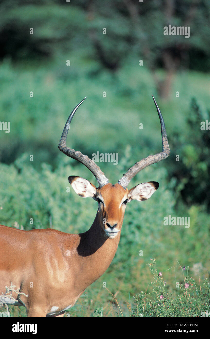 Portrait of male Impala avec cornes fines Réserve Kenya Samburu Natioinal Banque D'Images