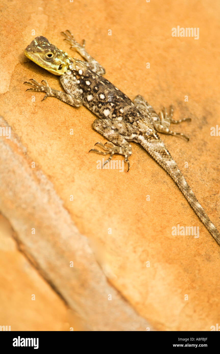 Terrain commun de l'Afrique de l'Agama agama Siedleragame couché dans le soleil réchauffer Banque D'Images