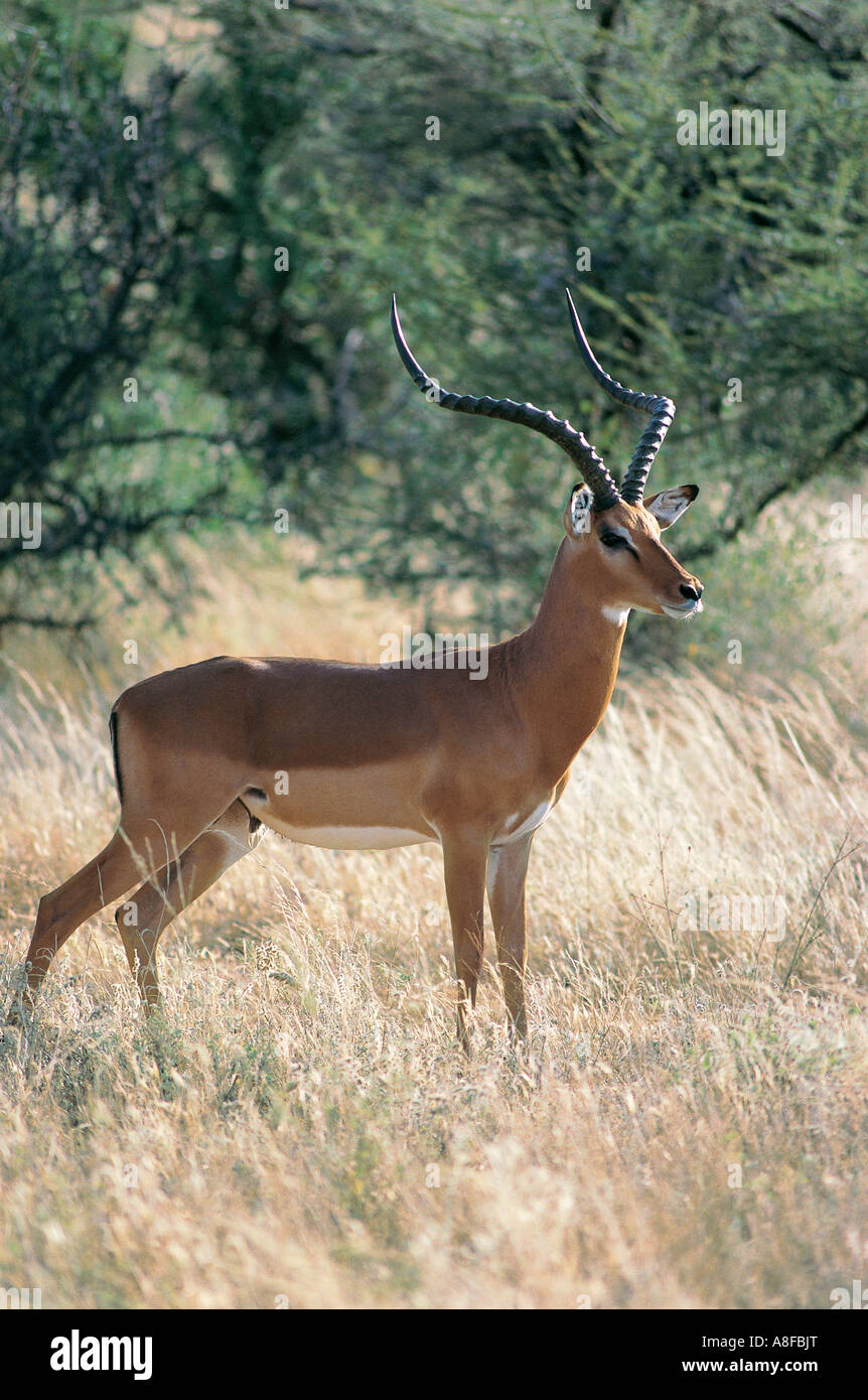 Impala mâle avec des cornes de la réserve nationale de Samburu, Kenya Banque D'Images