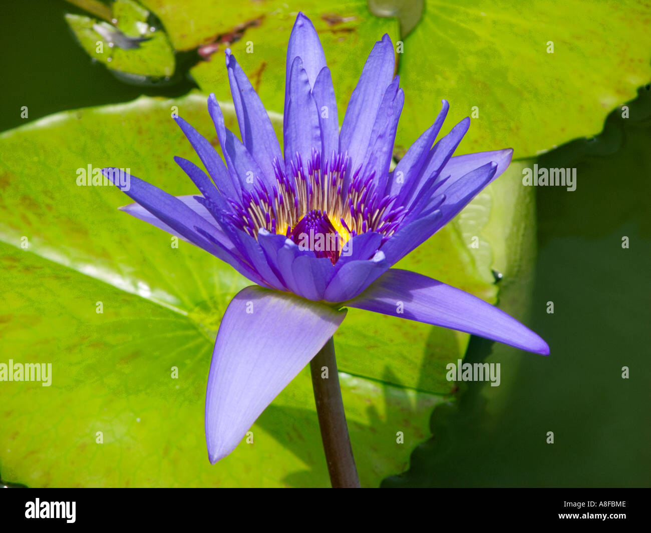 Fleur de lotus fleur de lotus bleu Nil Nil nénuphar bleu Nymphaea caerulea blooming bloom pads Banque D'Images