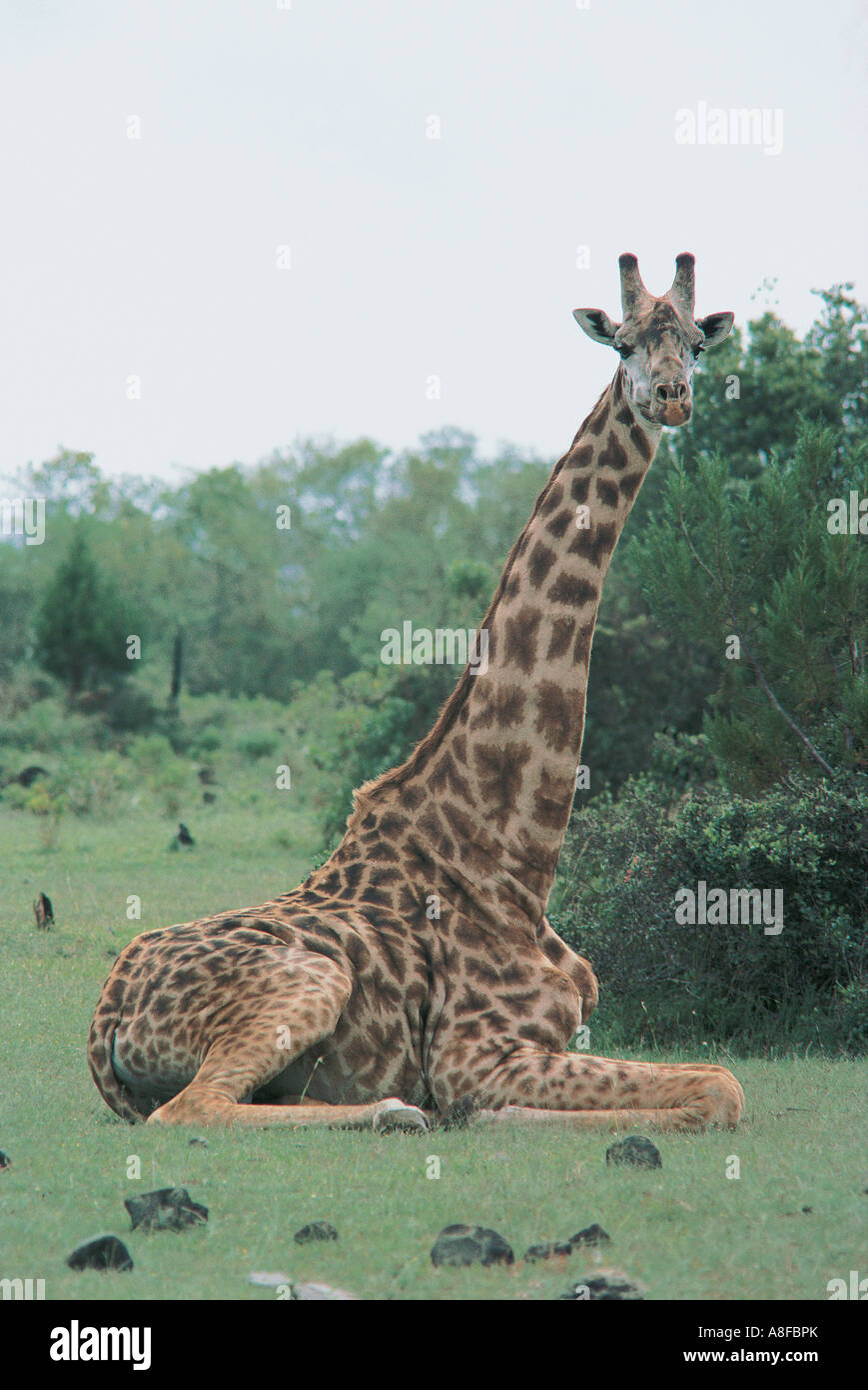 Les Masai Giraffe commune ou de s'asseoir pour se reposer et de mâcher la cud Parc National d'Arusha en Tanzanie Banque D'Images
