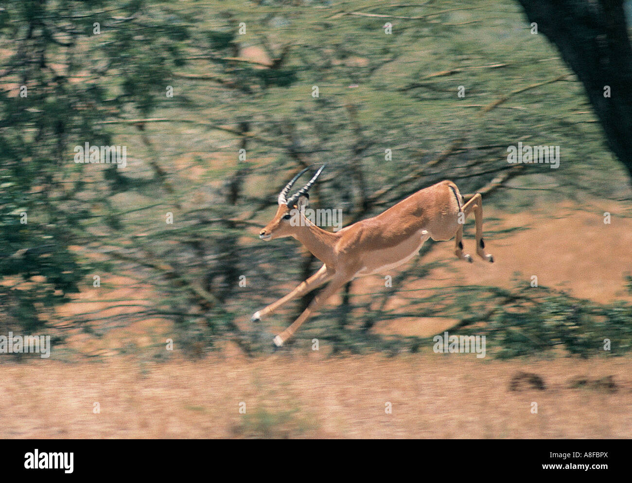 Jeune mâle Impala sautant le Parc National du Serengeti en Tanzanie Banque D'Images