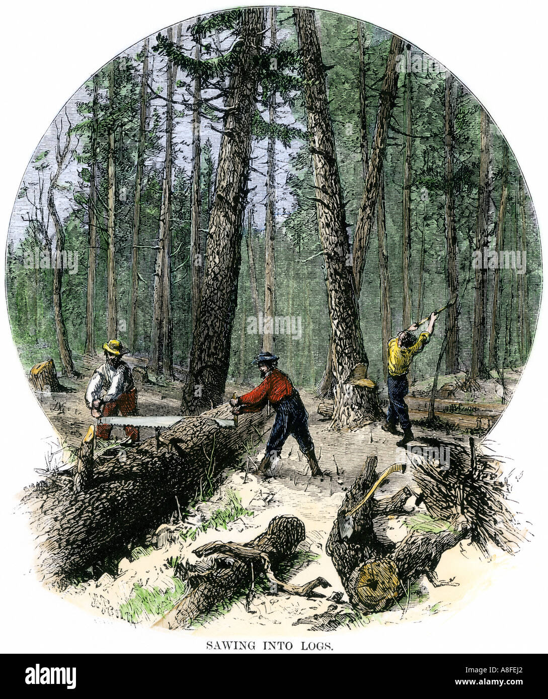 Minnesota bûcherons couper des arbres et le sciage sciage avec un homme a vu deux années 1860. À la main, gravure sur bois Banque D'Images
